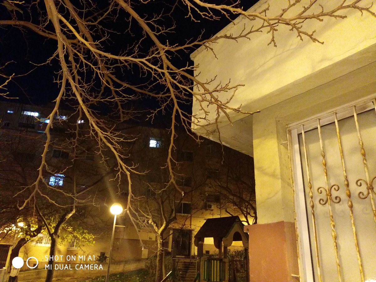 tamanfer's tweet photo. @Bcn_NouBarris Bcn_NouBarris, La tala de arboles es importante. Por suerte fue en la oreja...c/castor con c/gacela. https://t.co/2oXIDYop76