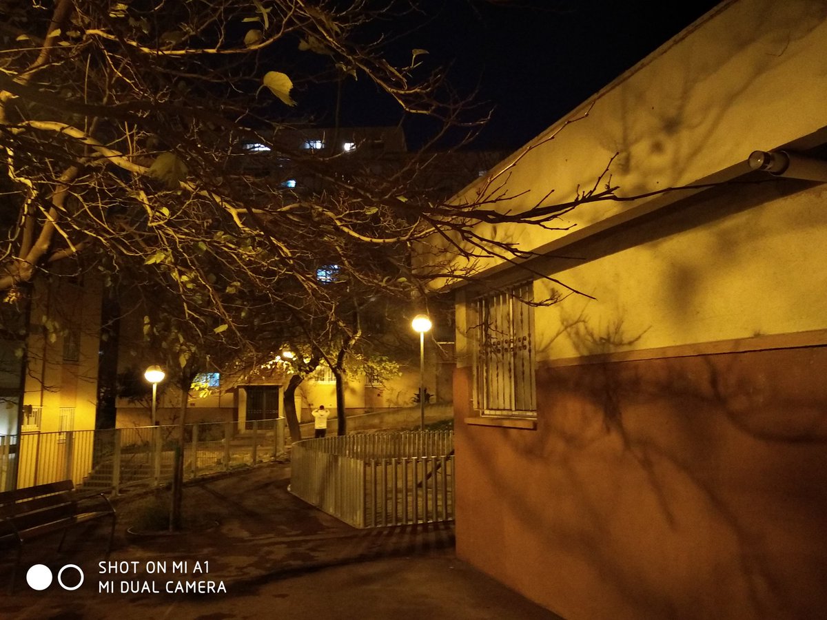 tamanfer's tweet photo. @Bcn_NouBarris Bcn_NouBarris, La tala de arboles es importante. Por suerte fue en la oreja...c/castor con c/gacela. https://t.co/2oXIDYop76