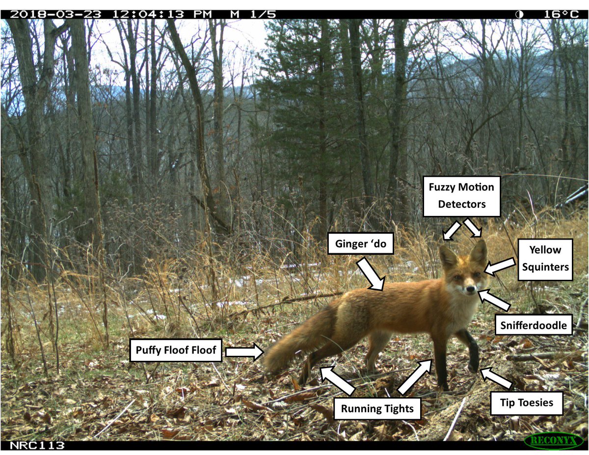 eMammal's tweet photo. Hopping on the bandwagon! Here's some true facts on the wonderful Vulpes vulpes #RedFox :) #UnscienceAnAnimal #cameratrap (happy Friday!) https://t.co/nmRHTuvNOR