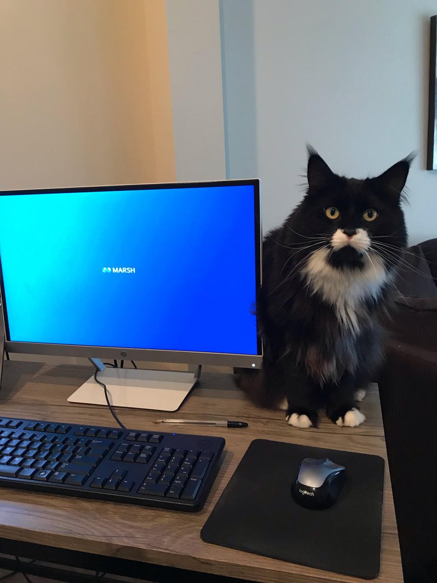 MMA_Northeast's tweet photo. Not only do we help pay-down your student loans, we have other great perks such as work from home capability! This is how Ilya works from home with his pal Jet. #WorkingatMMA #MMACareers #WorkfromHome #Gradifi https://t.co/ApiiD8ySEA https://t.co/4wTVbdPBXp