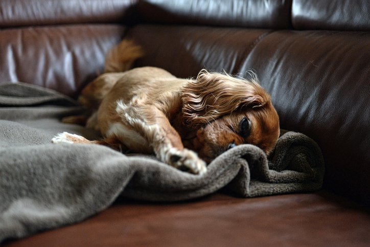 The Daily Puppy tweet media