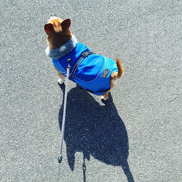LaStellaMarina's tweet image. 1. Something blue #fms_somethingblue #fmspad #littlemomentsapp #blue #coat #trigger #chihuahua #dog bit.ly/2TrDd0C