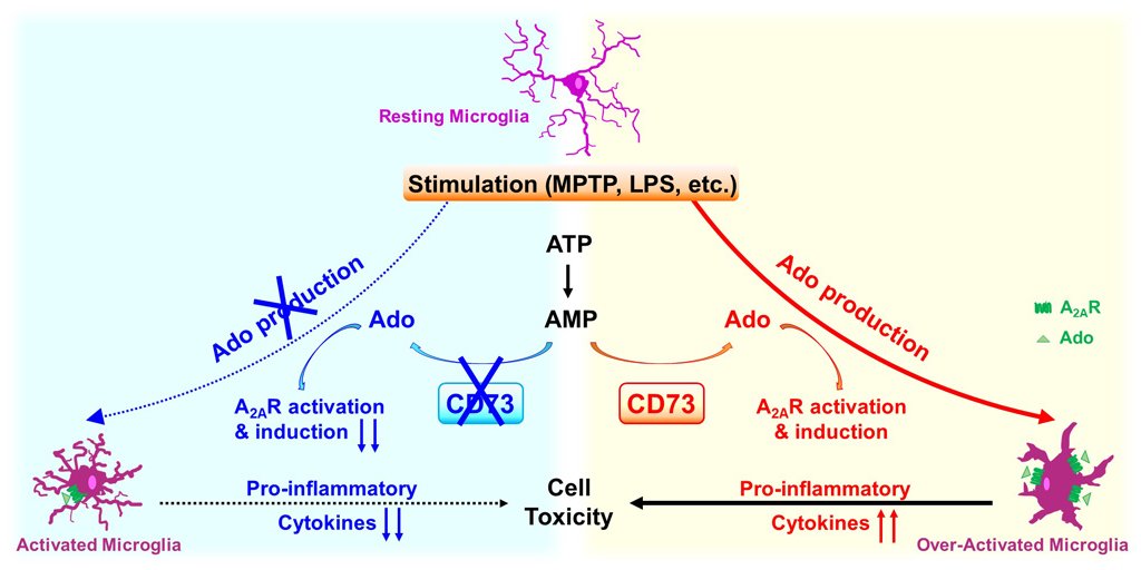 Brain1878's tweet photo. Meng et al. show that CD73-derived adenosine controls inflammation and neurodegeneration by modulating dopamine signalling in Parkinson's disease models. https://t.co/cpJicqnQtU https://t.co/HEGpFEaqgV