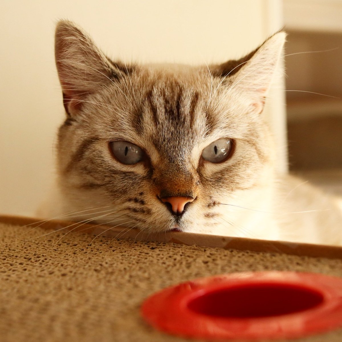 猫カフェ リプミィ A Twitter おはようございます 本日午前中は写真撮影教室貸切の為 12 30から営業致します 皆様の御来店お待ちしております 猫カフェ ねこカフェ 猫カフェリプミィ リプミィ 足立区 北千住 北千住カフェ 猫 ねこ 猫好き ふわもこ部 猫カフェ リプミィ A Twitter おはようございます 本日午前中は写真撮影教室貸切の為 12 30から営業致します 皆様の御来店お待ちしております 猫カフェ ねこカフェ 猫カフェリプミィ リプミィ 足立区 北千住 北千住カフェ 猫 ねこ 猫好き ふわもこ部