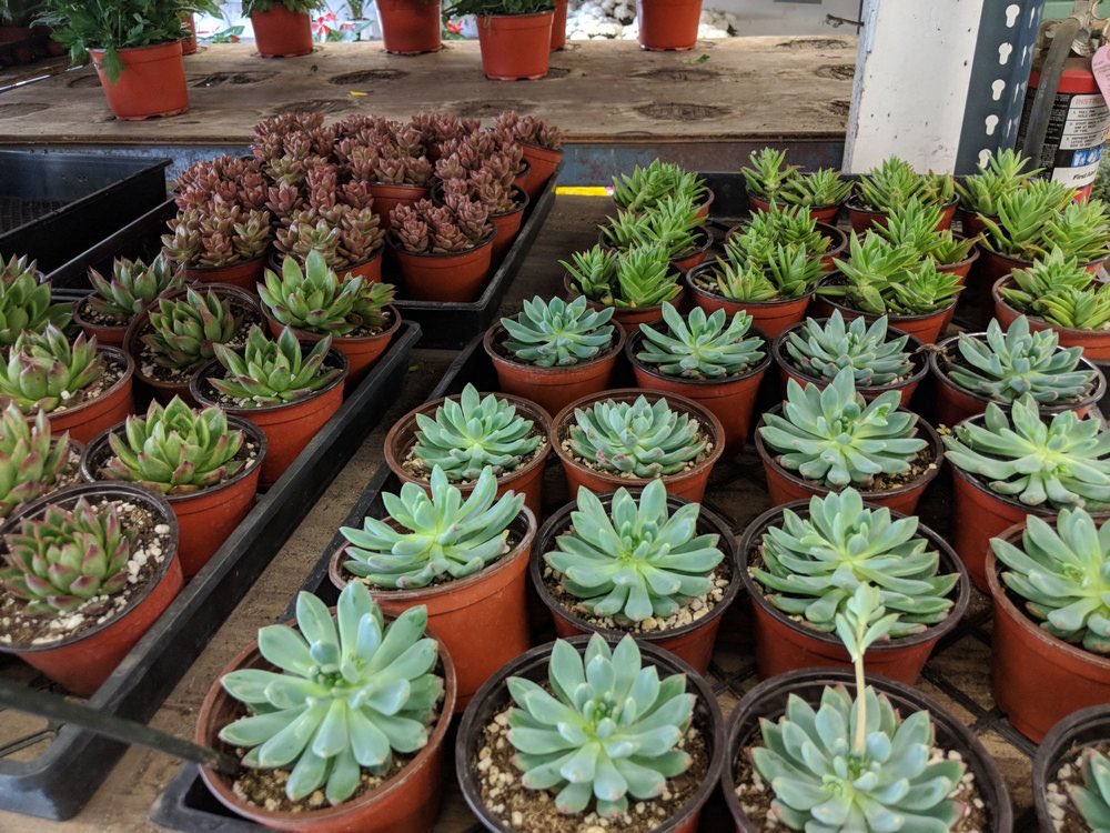 CardMachineDAL's tweet image. Valentine’s Day is right around the corner &amp;amp; we know the perfect place for you to buy your flowers! Visit our customers California Flower Depot at 769 Wall St in Los Angeles, California for all your floral needs!💐🌸