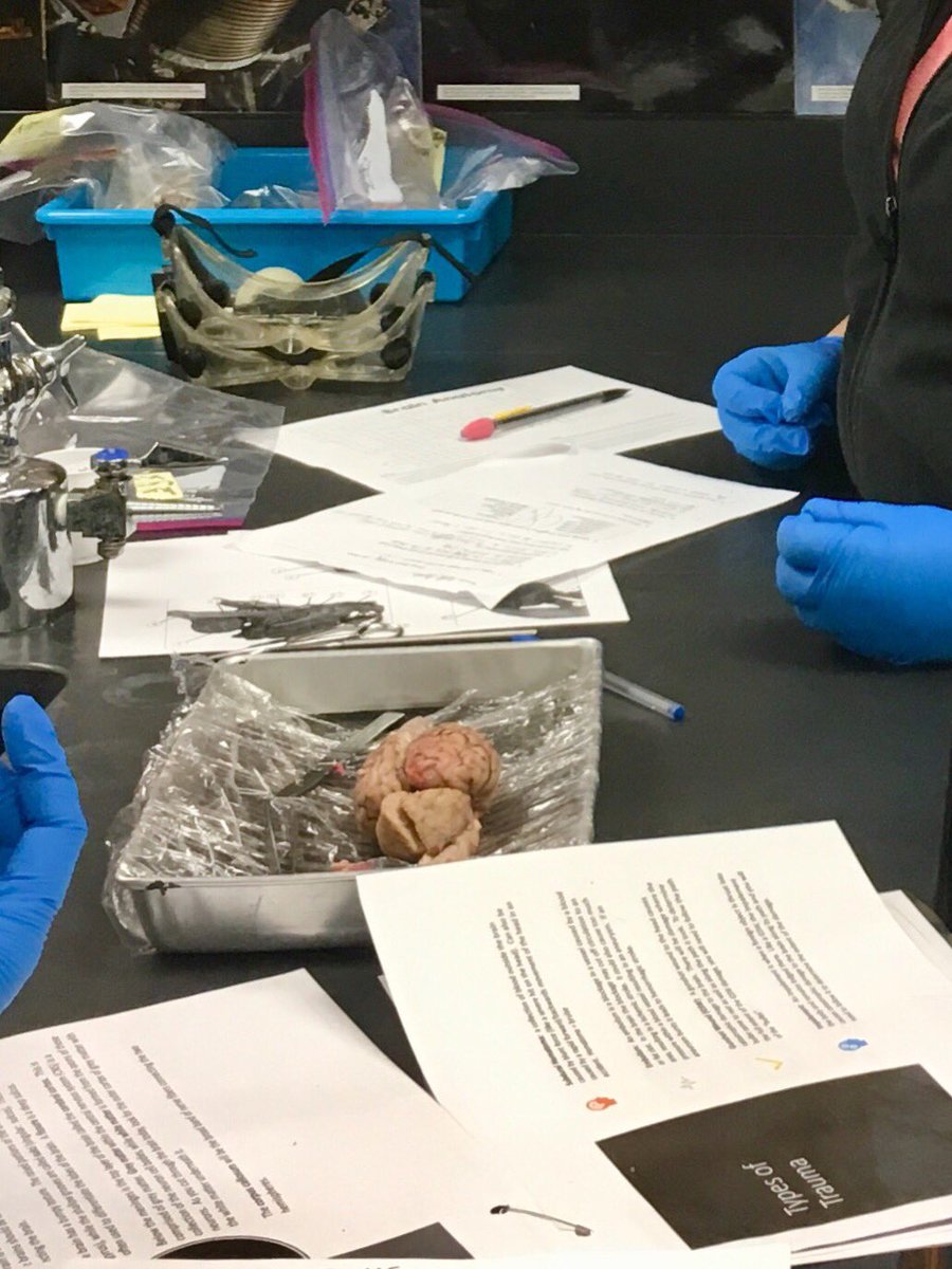 KristiBarber12's tweet photo. Brainiacs in Anatomy class! @ccki @PaloDuroHS @Sandy_Whitlow https://t.co/lCr1APdznB