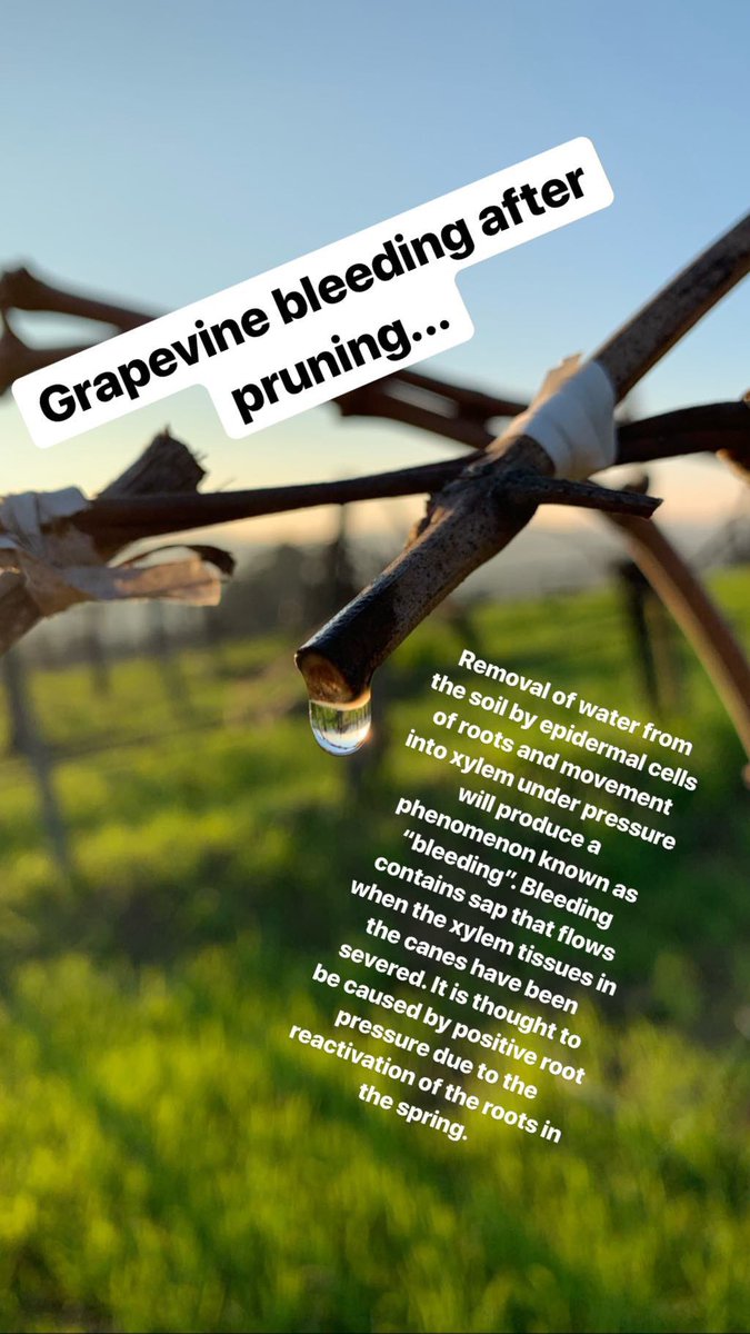Came across this “Vineyard bleeding” during my hike through the vineyards yesterday. Here’s a quick explanation on why a vineyard bleeds after pruning.