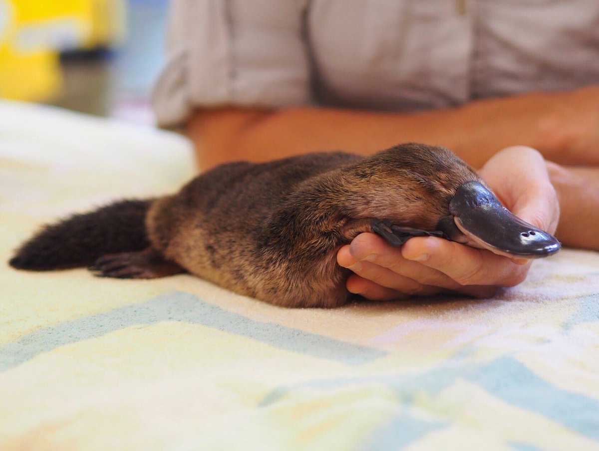 BindiIrwin's tweet photo. Meet Niffy the 12 month old platypus. This sweetheart is currently being treated at our Australia Zoo Wildlife Hospital. He is feeling better every day and our goal is to release him back into the wild ❤️ https://t.co/sbuLAw5Y9a