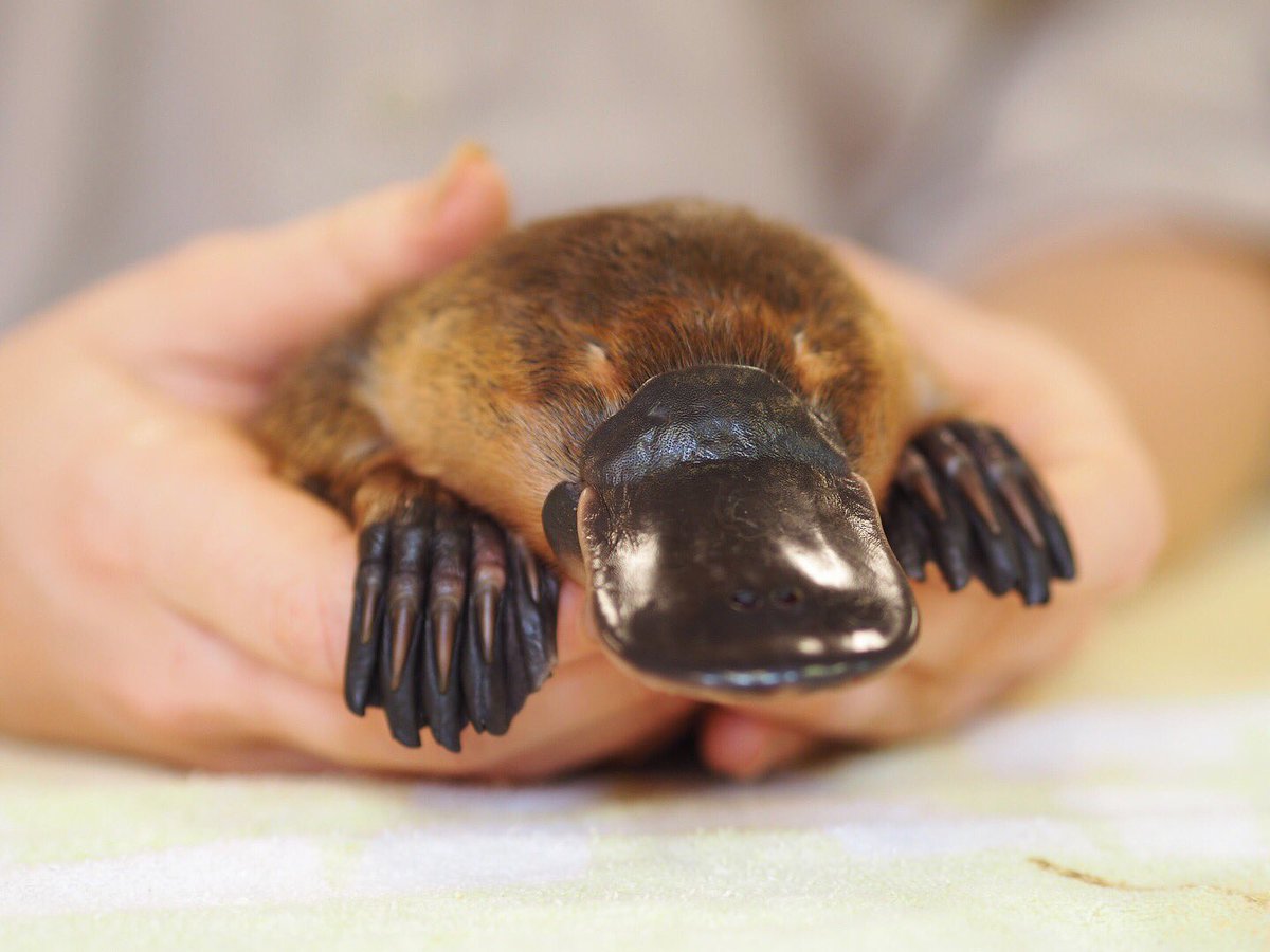 Meet Niffy the 12 month old platypus. 