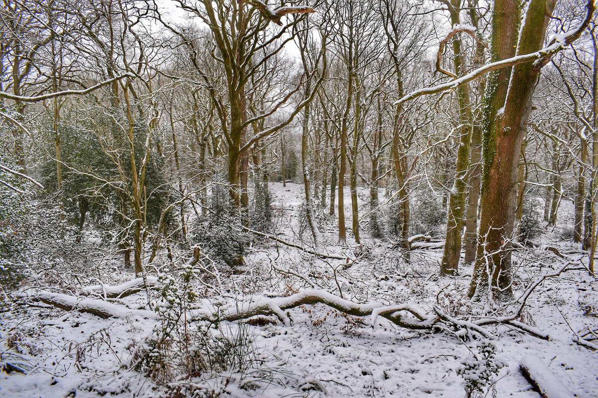 Walking in a winter wonderland... We've seen loads of incredible photos today of the snow which fell last night over the #DeanWye. These are of Cannop Ponds and Nagshead Nature Reserve by Paul Bennell. #ForestOfDean #SnowDay #WelcomeToGreat #VisitEngland #OMGB #Gloucestershire