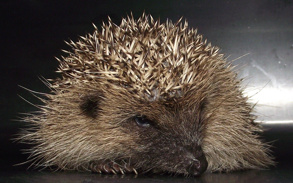 HedgehogCabin's tweet image. A hedgehog out in daylight is very sick. Please grab first, ask questions later. Gently pick her up and take her indoors. Remember she is a wild animal and will be terrified, so leave her in peace in a quiet warm room with a dish of water, no food. Call a rescue immediately.
