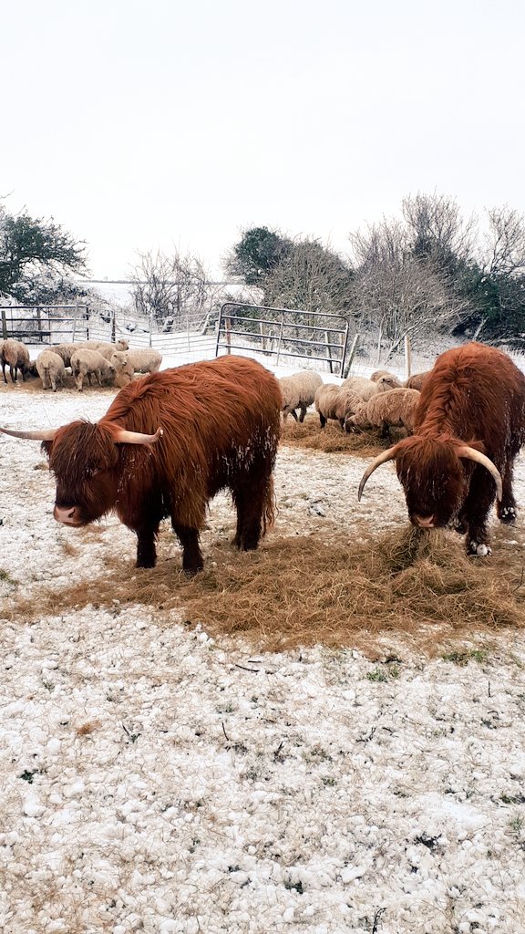 IFJaCs_farm's tweet photo. The weather doesn't seem to be bothering these lot! #naturallyoursnaturallyyours #thisfarminglife #highlandcows https://t.co/L5TIHyuJ6e