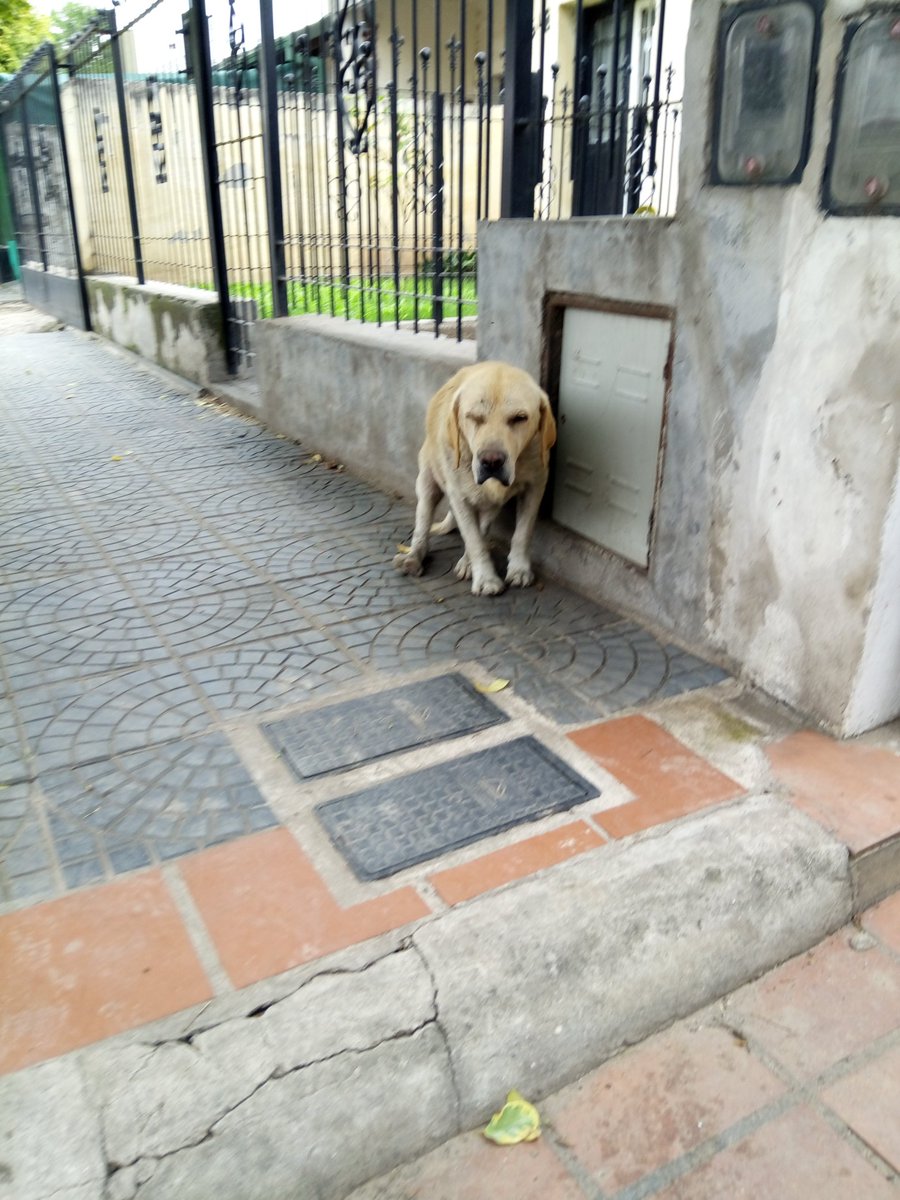 ARTlP0P's tweet photo. gente de Córdoba Capital, éste perrito esta abandonado en la calle y esta lastimado, necesita una familia, por favor difundir https://t.co/XE1zlDOWgb
