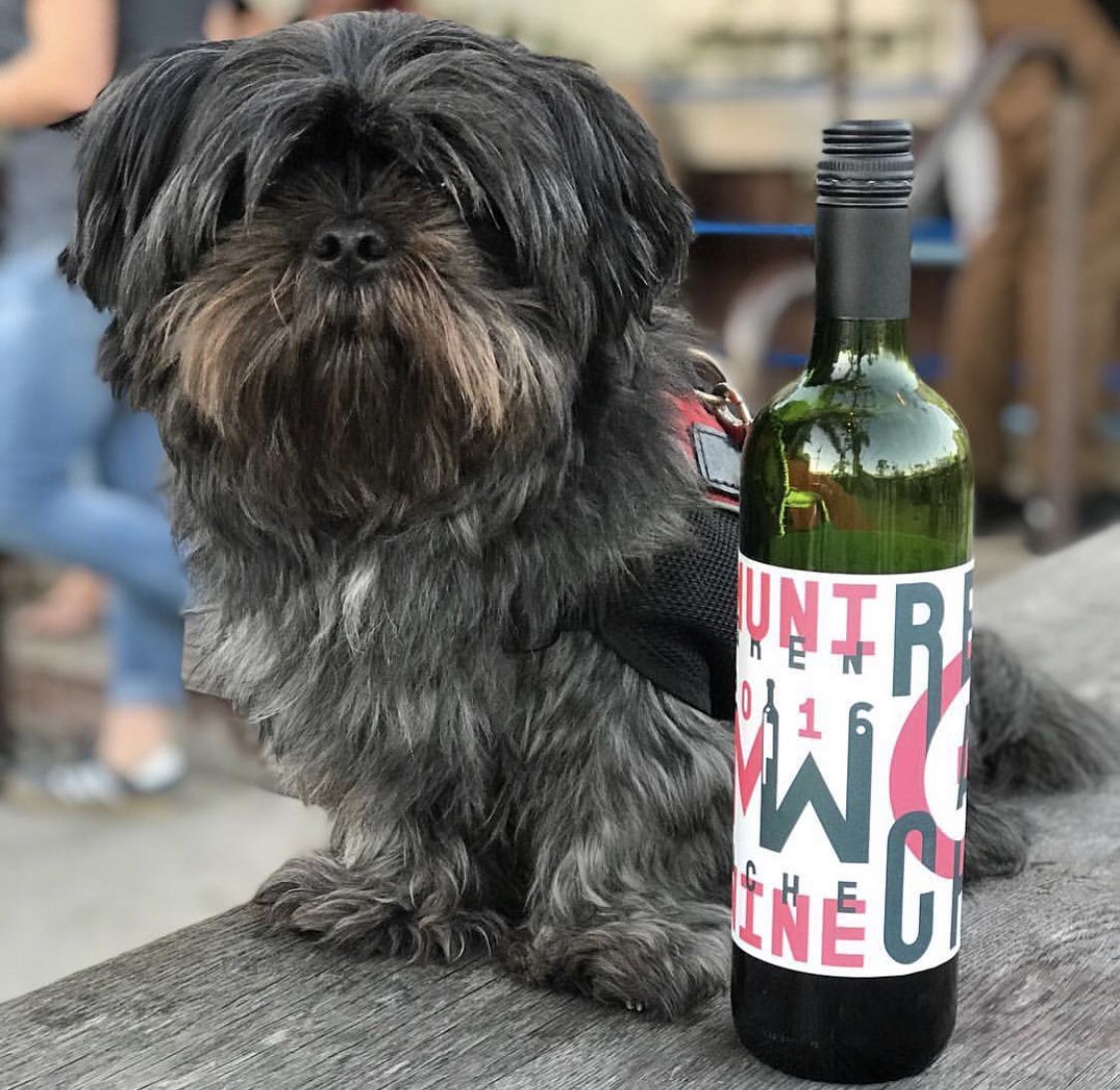 ❤️ HAPPY FEBRUARY! ❤️ MONTH OF LOCAL LOVE! For the entire month of February locals will receive 2 - 1 tastings &amp; Club Awesome  discounts // get a taste of what its like to be Awesome! Here is a cute pic of our favorite local in town - @chewylyfe 🍷 🍷 🍷 🍷 #muniwine
