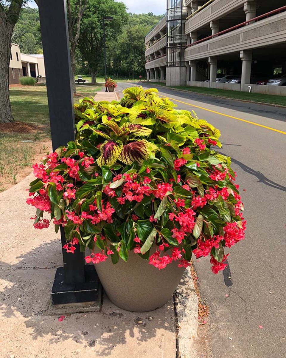 Quinnipiac University's beautiful foliage that we can't wait to see blooming again this spring! You can make your campus this beautiful too by ordering your Urban Vases today... follow the link in the bio!