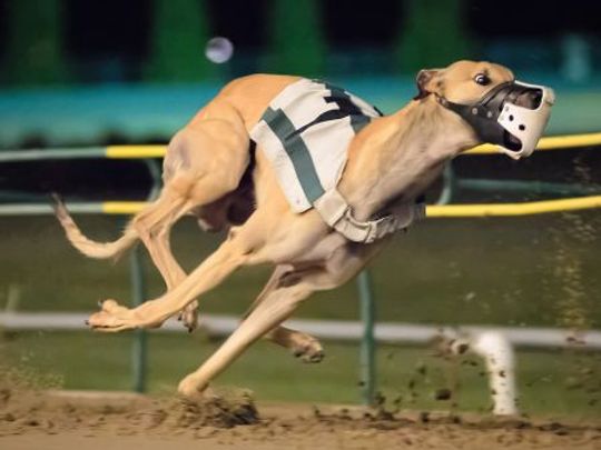 Hooray! Pensacola Greyhound Park will never host a dog race again. g2kww.org/2WqILKC