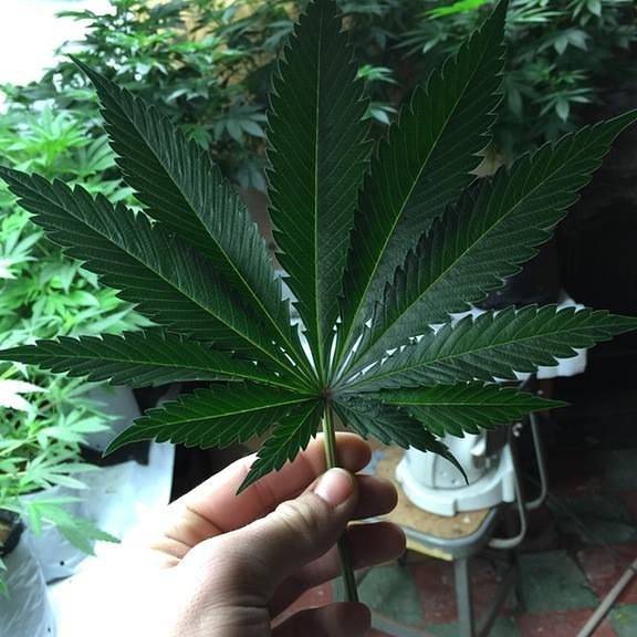 spliffseeds's tweet photo. Beautiful #cannabis leaf with 11 fingers.....#weedstagram https://t.co/Txmrym8zVH