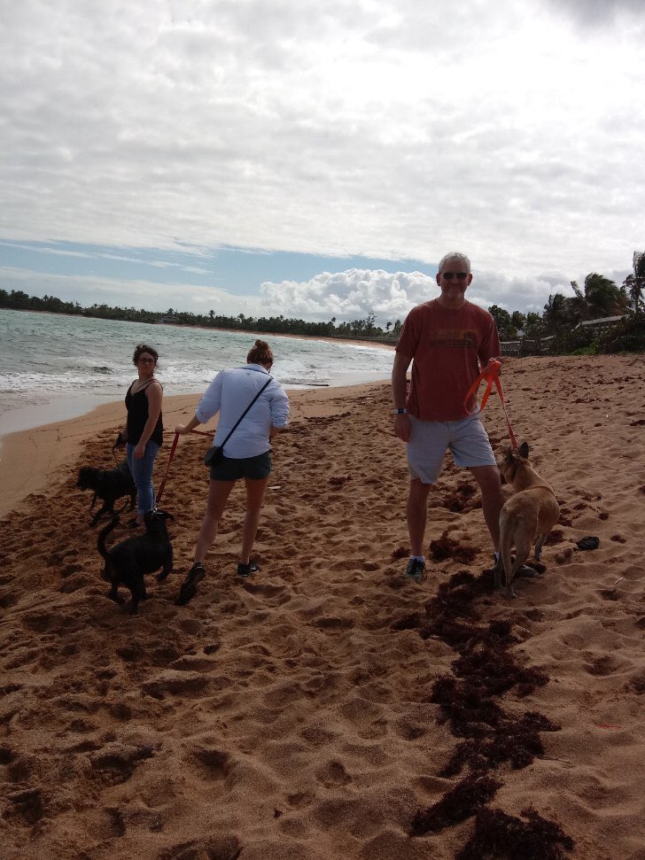 ADLAPuertoRico's tweet photo. What a fun Friday! Thanks @ExecOnlineInc for giving our dogs a #beachday to remember 🏖🐾🐶 #FunFriday #dogwalking #puertorico #pinones https://t.co/yxxhGWLZ1w