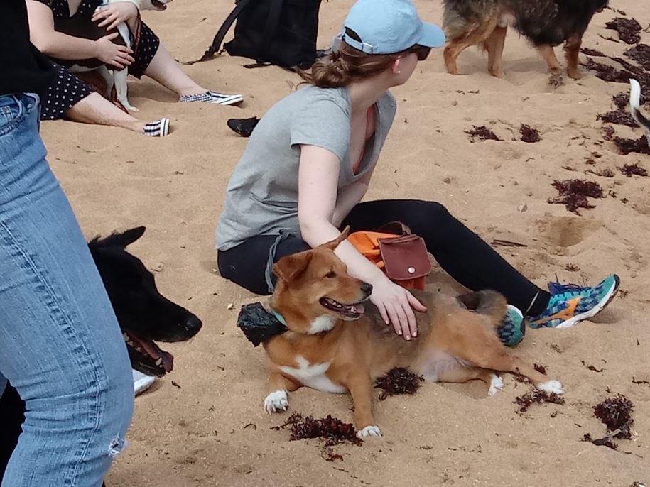 ADLAPuertoRico's tweet photo. What a fun Friday! Thanks @ExecOnlineInc for giving our dogs a #beachday to remember 🏖🐾🐶 #FunFriday #dogwalking #puertorico #pinones https://t.co/yxxhGWLZ1w