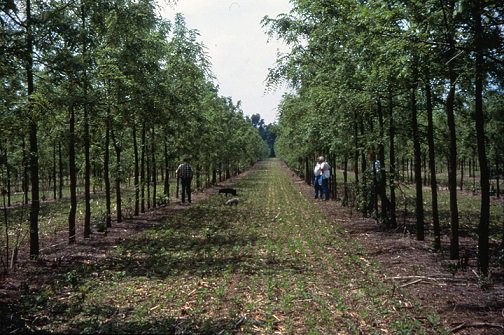Permaculturel's tweet photo. Publié il y a un an: Les systèmes agroforestiers pourraient jouer un rôle important pour atténuer le changement climatique https://t.co/1ALOHvWzoT https://t.co/tysA9Knn0z