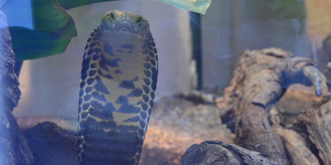 National Zoo on X: 🐍🌊 The false water cobra isn't actually a cobra – it  earns its name for its ability to flatten its neck, mimicking the  appearance of a cobra. This