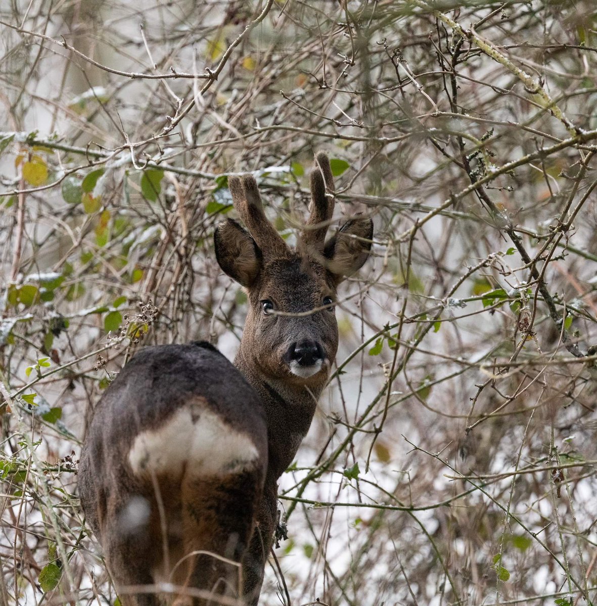 A cold February morning @YWTPottericCarr and found 7 roe deer, 4 bucks and 3 does @BBCWinterwatch @SheffieldStar @yorkshirepost @WildlifeTrusts @deersociety #wildlife #urban #snow