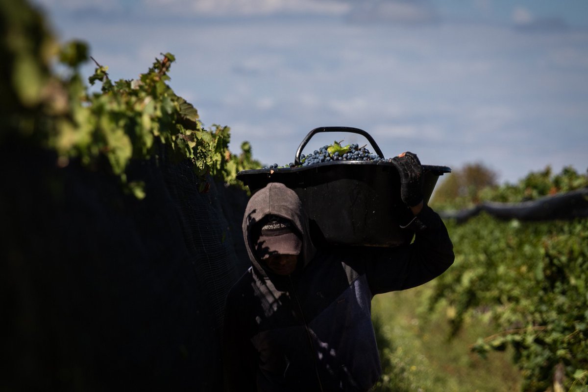 BodegaBarberis's tweet photo. Un gran saludo para todos los trabajadores vitivinícolas en su día! #DiaDelTrabajadorVitivinicola https://t.co/3WlA6RwHS1