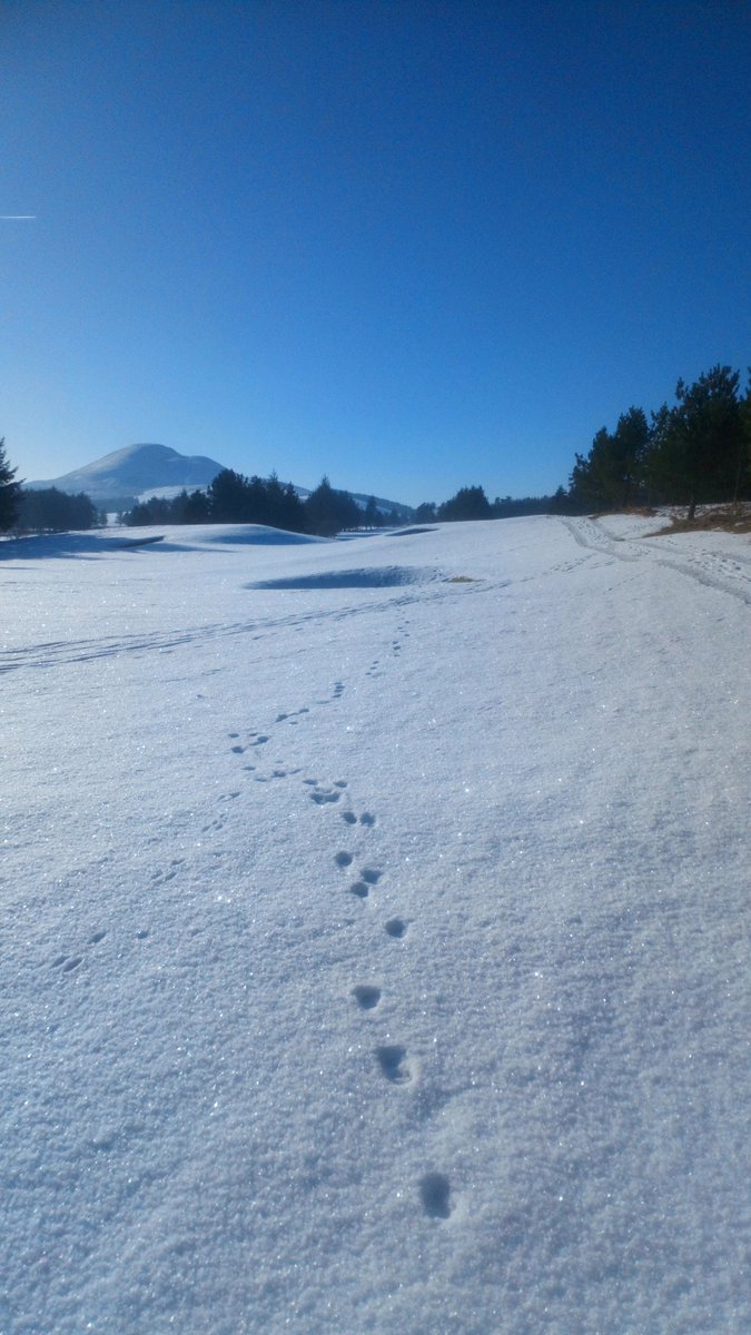 stufergusonmg's tweet photo. Temps are on the up at - 10. A little Cold for the Gowf @WestLintonGolf I Suppose the track is entitled to some annual leave from traffic ... Right? #NaturalRest Have a great weekend! #StaySafe #Layers https://t.co/yjQYChawrl
