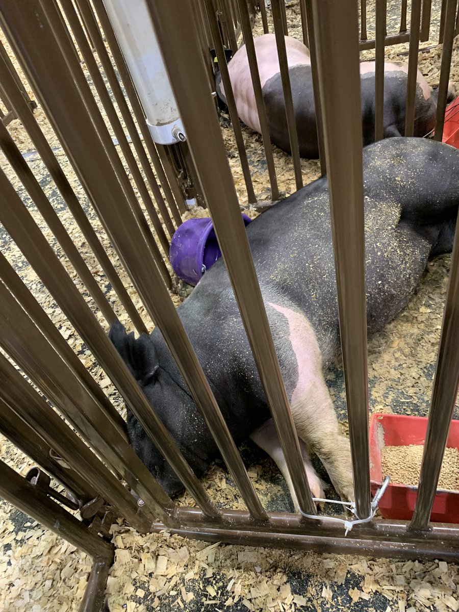Students really enjoyed the farm animals at Aldine’s Livestock Show!!! @WilsonAISD #WEdreambig