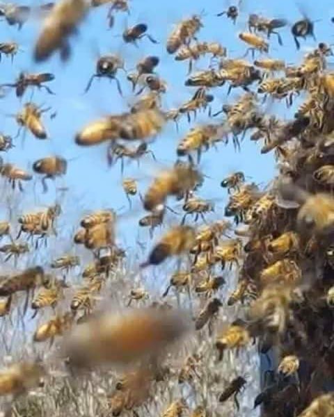 beewebapp's tweet image. Traffic jam. #beekeeping #beekeepers  #beekeeperslife #bees #honey #apiary #urbanbeekeeping #honeybees #savethebees #bee #beeswarm