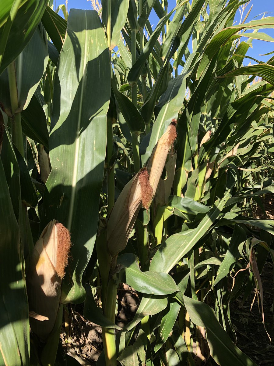 RPAgronomy's tweet photo. Despite the tough growing season our #corn ๐ฝ R&D trials have hung in there.
The silage king #PAC624 & itโs sidekick #PAC606IT are standouts but thereโs soon to be a new kid in town; over multi yr trails, this Experimental Hybrid is kicking goals & looks fantastic ๐ฝ๐ #bigcobs https://t.co/IN9VCYbXEL