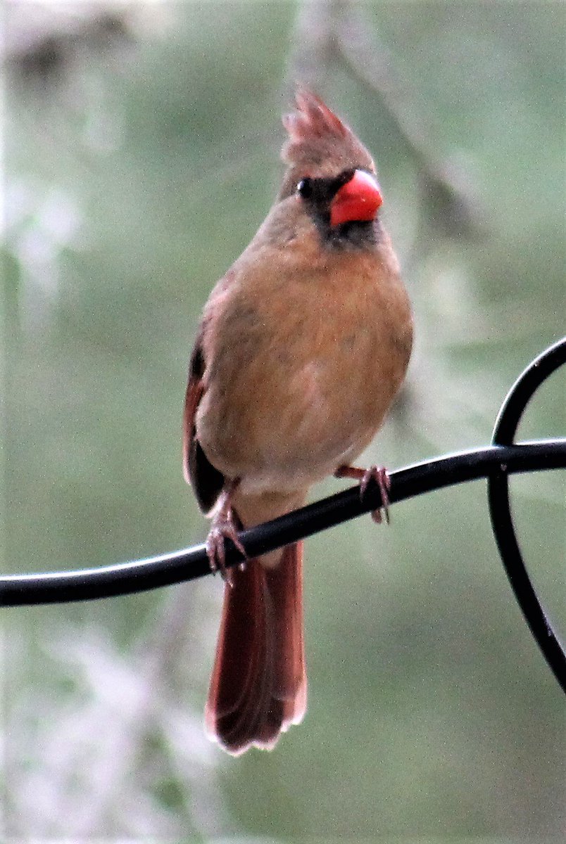 This is just one of the many #FemaleCardinals in my yard that I favor. Yes, I see them all everyday and all day, so I know one from the other. LOL #Birds #Cardinals #BirdPhotography #NatureLovers #Aves #Vogels #NaturePhotography #BackyardBirds #WildlifePhotography