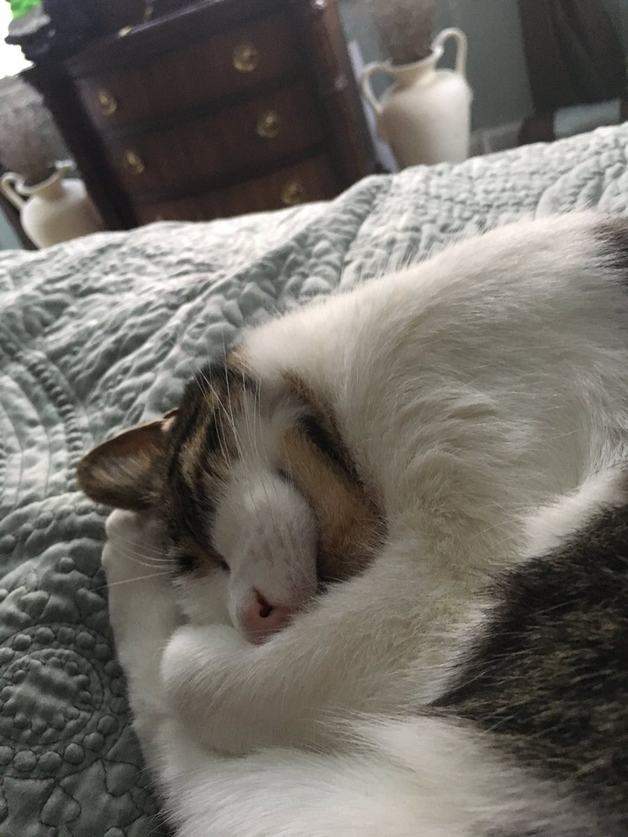 flowers_chloe's tweet photo. Not only is he sleeping on MY side of the bed, but heโs snoring. Sheesh. #hellocouch https://t.co/LHFjmhb72b