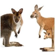 sourceithq's tweet image. Hey again - want to know the difference between Kangaroos and Wallabies?
Well slide on down to our booth at the ASB trade show  and we can fill you in.  While you&apos;re there don&apos;t forget to ask about all the new tricks with our sourceit software!

#whynotsourceit #sourceithq