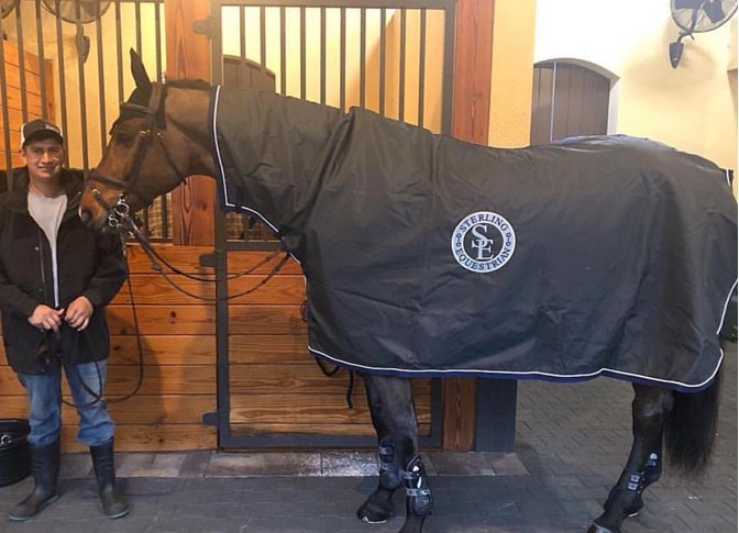 Find out why our custom rain sheet by Equine Outfitters is the perfect piece of horse clothing for rainy days: 
blog.pphorse.com/advantages-of-…