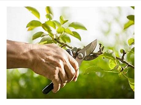 HSPLSHI_HIgov's tweet image. Experienced gardener and pruner, Diana Duff, is presenting a free, in-depth gardening class for the #CommunitySeedLibrary at the #KailuaKonaLibrary tomorrow, February 2 at 10 AM: librarieshawaii.org/event/pruning-… #HSPLS #Pruning