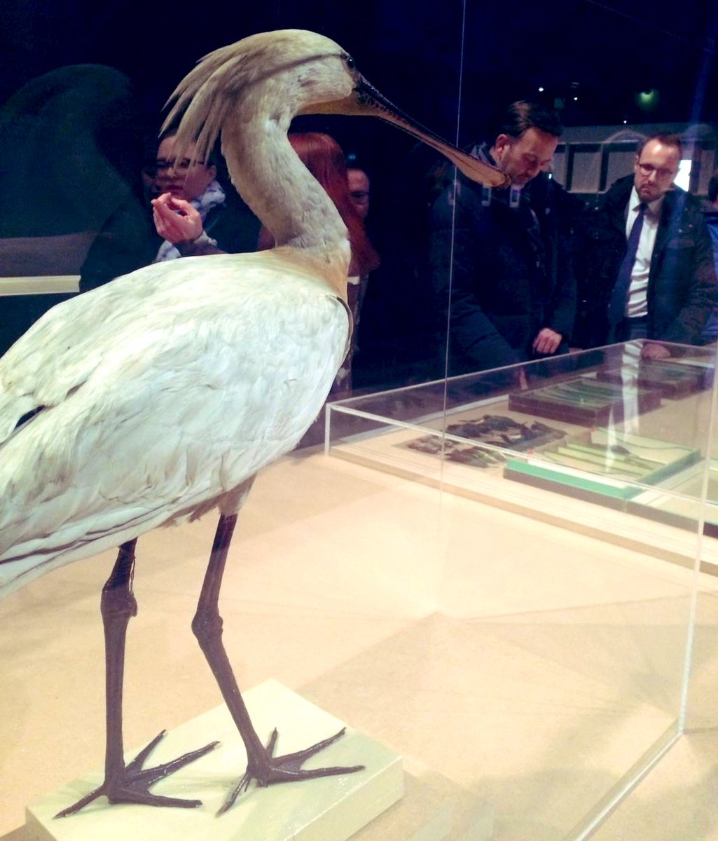 François DECOSTER tweet media