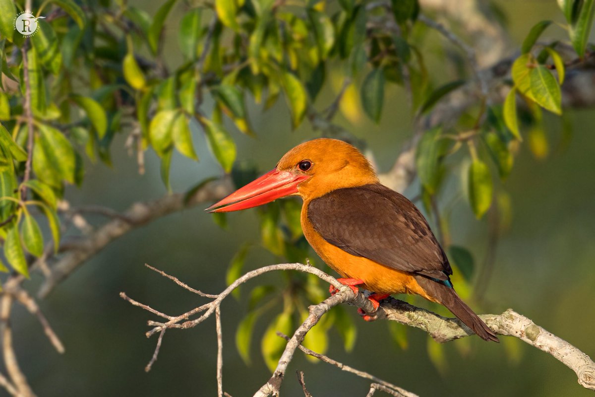 RathikaRamasamy's tweet photo. Brown-winged kingfisher (Pelargopsis amauroptera) ,Sundarban National Park,West Bengal, India https://t.co/LzOKj3c0L7