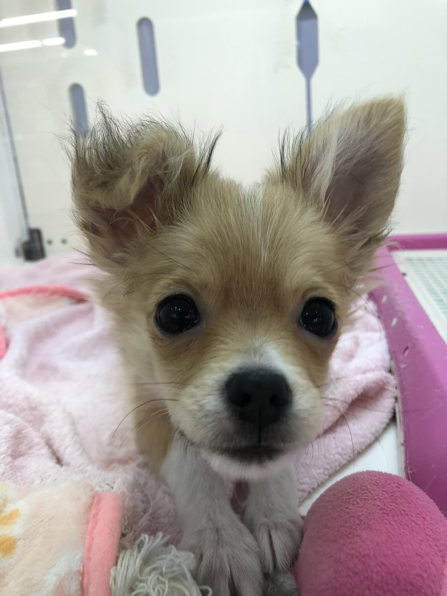 アミーゴ米沢店 犬猫生体部 皆様こんにちは アミーゴ米沢店です 天候が思わしくない日はアミーゴでわんちゃんに癒されに来てください チワワ 米沢市 ペットショップ