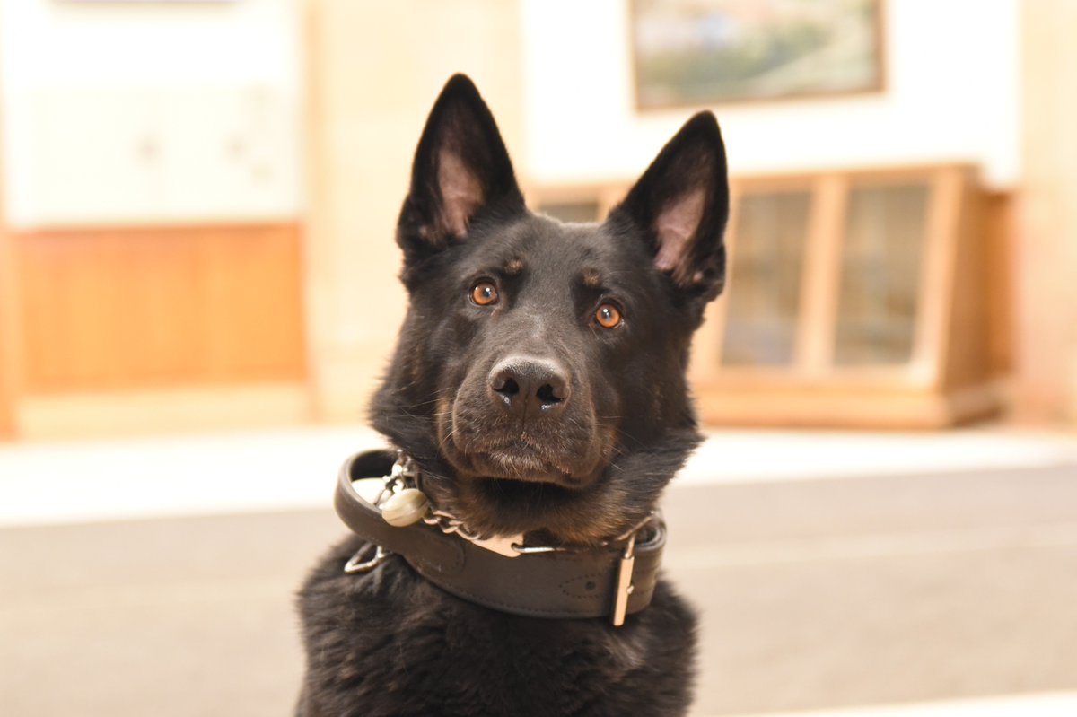 K9_Chilly's tweet image. #NoFilter  This week has been a little ruff...  looking forward to the weekend!  I'm trying to reach 500 followers by Sunday... Please follow me and re-treat this, I will be fur-ever grateful!  #K9oftheDay #K9 #Corrections #ThinBlueLine #ThinGreyLine #BlueLine