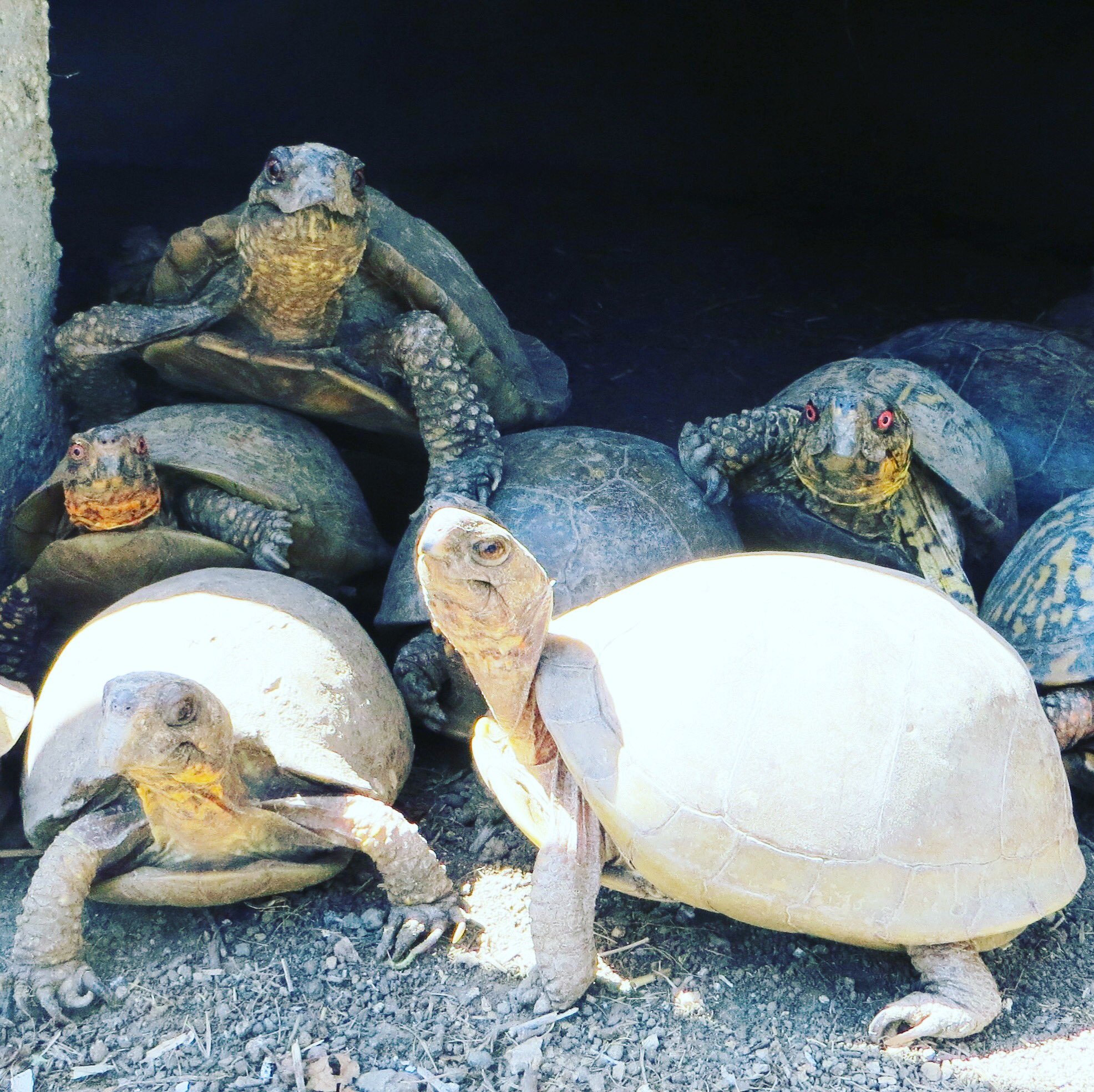 Turtle eat fish 2025