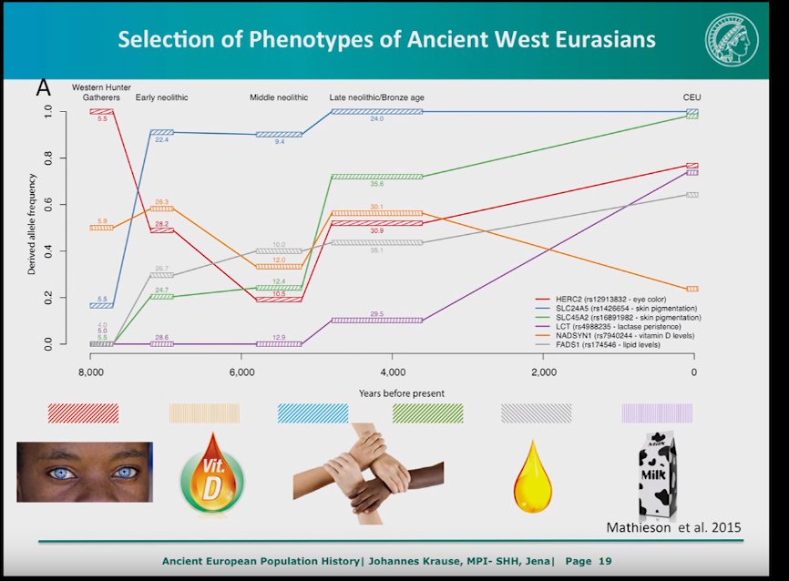 Prof. Johannes Krause of the Max Planck Institute lays it down.100% of EHG's had black ('dark') skin and blue eyes and seem to be the origin of the HERC2 gene deletion, and the white phenotype is only 4,000 (or 7,000) years old in Europe. 