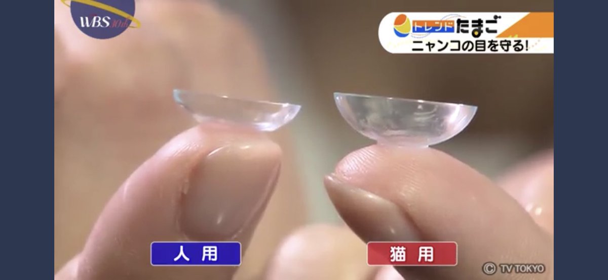 트위터의 中野ヤスオ Ari 님 猫用のコンタクトレンズ シード社の にゃんタクト 猫の目のストレスを防ぐ 扱えるのは獣医師のみとのこと 犬用も販売されているとなこと Wbs 트위터의 中野ヤスオ Ari 님 猫用のコンタクトレンズ シード社の にゃんタクト 猫の目のストレスを防ぐ 扱えるのは獣医師のみとのこと 犬用も販売されているとなこと Wbs