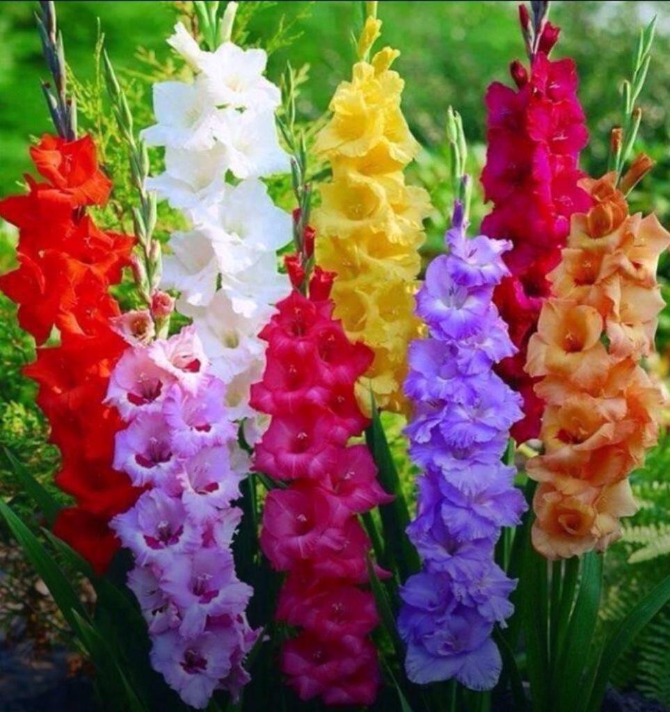 Mellyssa57's tweet photo. @Narcisshu @jet_new @aLAURA2019 @TaposKumarBasu @dykrh271 @Caique58511489 @LaclaseZinou @ElakilN @CristinPereyra @r95731 @PatGrant7777 @marinavibu609g @rania_bahnassy @m_studart @TAASAA1756 @Blossom15401269 @GloriaR95633266 @Pete123Curran @MamCivi @Alexa17101614 @Charlot00668297 @reeves5150 @npsraghav0 @AlbertoJor18 @JosdeSo55245152 @debratankersle1 @Lee888123 @noornoo77056192 @SamosumSihammm @grandesol2016 @dilruba_lees @x2w4m6r8 @LiliBodo @LeillaLuna @DLees28 @LinariLuca @Silau25 @SILVIADOMI222 @ivymarina1 @EByzio @Hirokilove12287 @Mia__Emy @memva @PattiBrookd @perryd43 ┏┳━╮💖･*:.🔸💗｡*🔸:ﾟ･*:.💛｡
┗┻┳╮╋┓┏┓┓┓╋ ┏┓┓┓╋ 🍒
╰━┻╯┗┗┗┛┗┛┗ ┗┛┗┛┗ 💜GOOD NIGHT! #FollowFriday
･*:💕.🔸｡*🔸:ﾟ･*:.🔸｡*:ﾟ｡:. @Narcisshu  &amp; @ll
@Narcisshu @louzival2011 @khalidaajzi #GainLouzi
#ShuShu #CLUBFOLLOWBACK 😘💋💐 https://t.co/rwlYS89n1b
