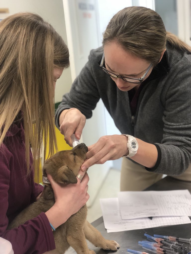 MSUShelterMed's tweet photo. Today, our students traveled to the MS Delta to speak with 1st and 2nd graders about veterinary medicine. A pit stop at a local animal shelter was a great way to end the day! #AnimalsInFocus https://t.co/hLx1nPcesV