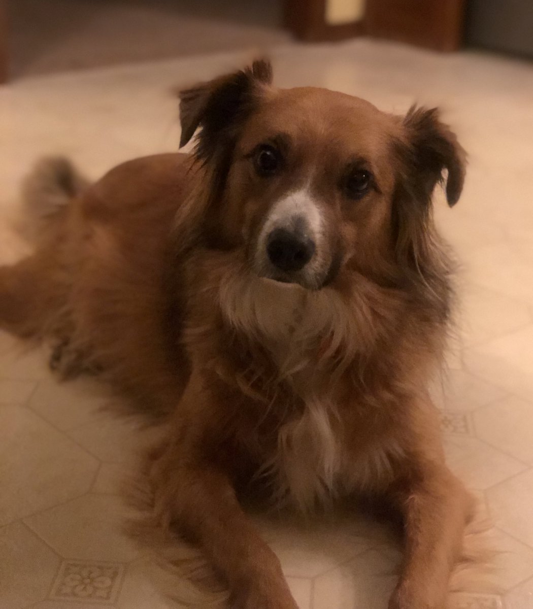 Leon_The_Dog's tweet photo. I’m just sitting by Grampy while he is eating.  Just because.  Not looking for extra food.  I just like to be close by. https://t.co/FKRRGXXuUT