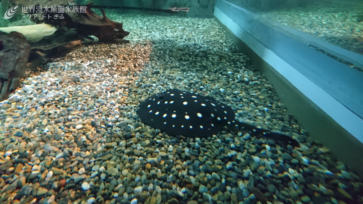 世界淡水魚園水族館 アクア トト ぎふ アマゾン川の水槽に新しい魚が仲間入りしました 前回の企画展で展示していた ポルカドットスティングレイです おもしろ飼育コラム 更新しました T Co Ncdw8xcrxw