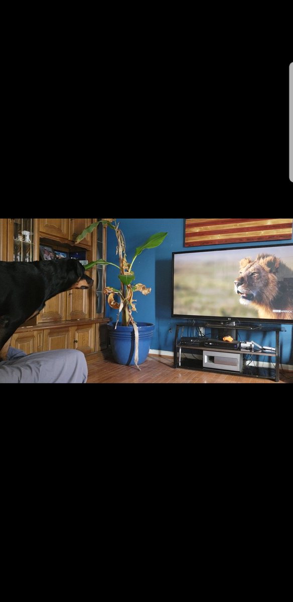 #petswatchingdynasties