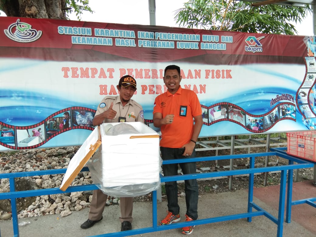 Skiluwukbanggai's tweet photo. 29/01/2019 #OneHealthKIPM Kegiatan pemeriksaan kebenaran jenis,isi dan jumlah pengiriman domestik keluar di TPF mp.kerapu sunu hidup  20 koli milik ud.risky samudra jaya penerima KUI tujuan Jakarta
@HumasBKIPM
@rinajanwar2201
@darwis_skipmlb
@l3o_Ramagusta
@medya1978 https://t.co/AcRiPBMy1v