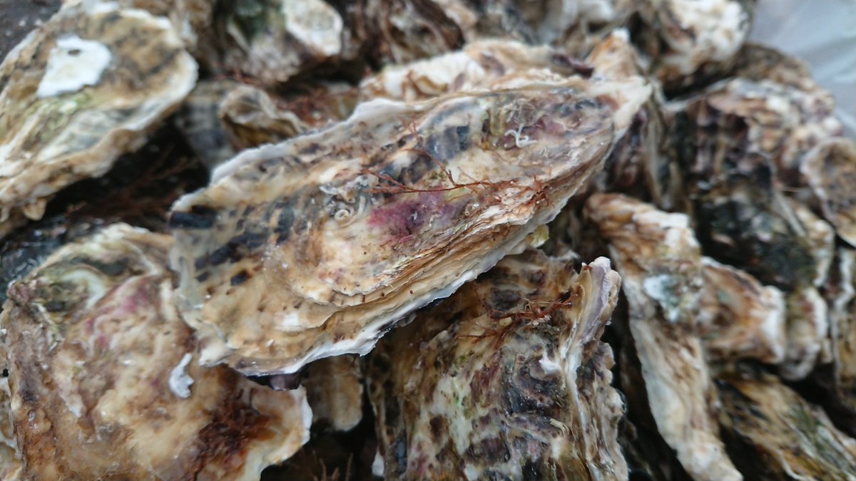 九十九島パールシーリゾート 中堅広報担当者のつぶやき篇 今日から九十九島かき食うカキ祭り 冬の陣がスタートしました 雨も降らず寒すぎず カキ祭り日和です 良いカキご用意してお待ちしてます 九十九島 佐世保 オイスター 良い香りが 九十九島パールシーリゾート 中堅広報担当者のつぶやき篇 今日から九十九島かき食うカキ祭り 冬の陣がスタートしました 雨も降らず寒すぎず カキ祭り日和です 良いカキご用意してお待ちしてます 九十九島 佐世保 オイスター 良い香りが